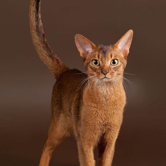 Abyssinian Kedisi