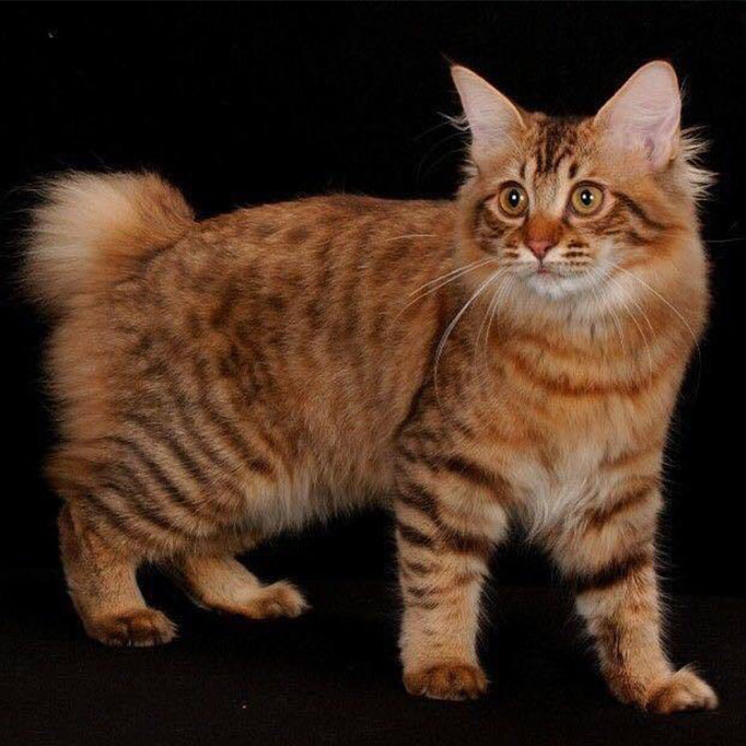 American Bobtail