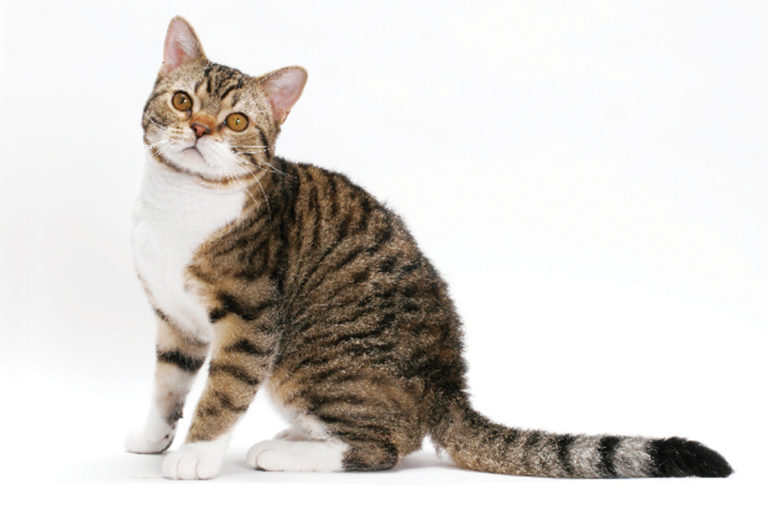 American Wirehair
