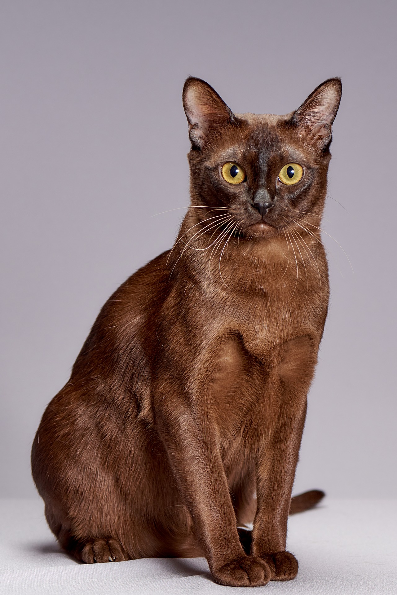 Бурма фото цена. Бурманская кошка. Порода кошек Бурма. Европейская Бурма. Бурманская кошка европейская.