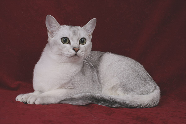 Burmilla Cat