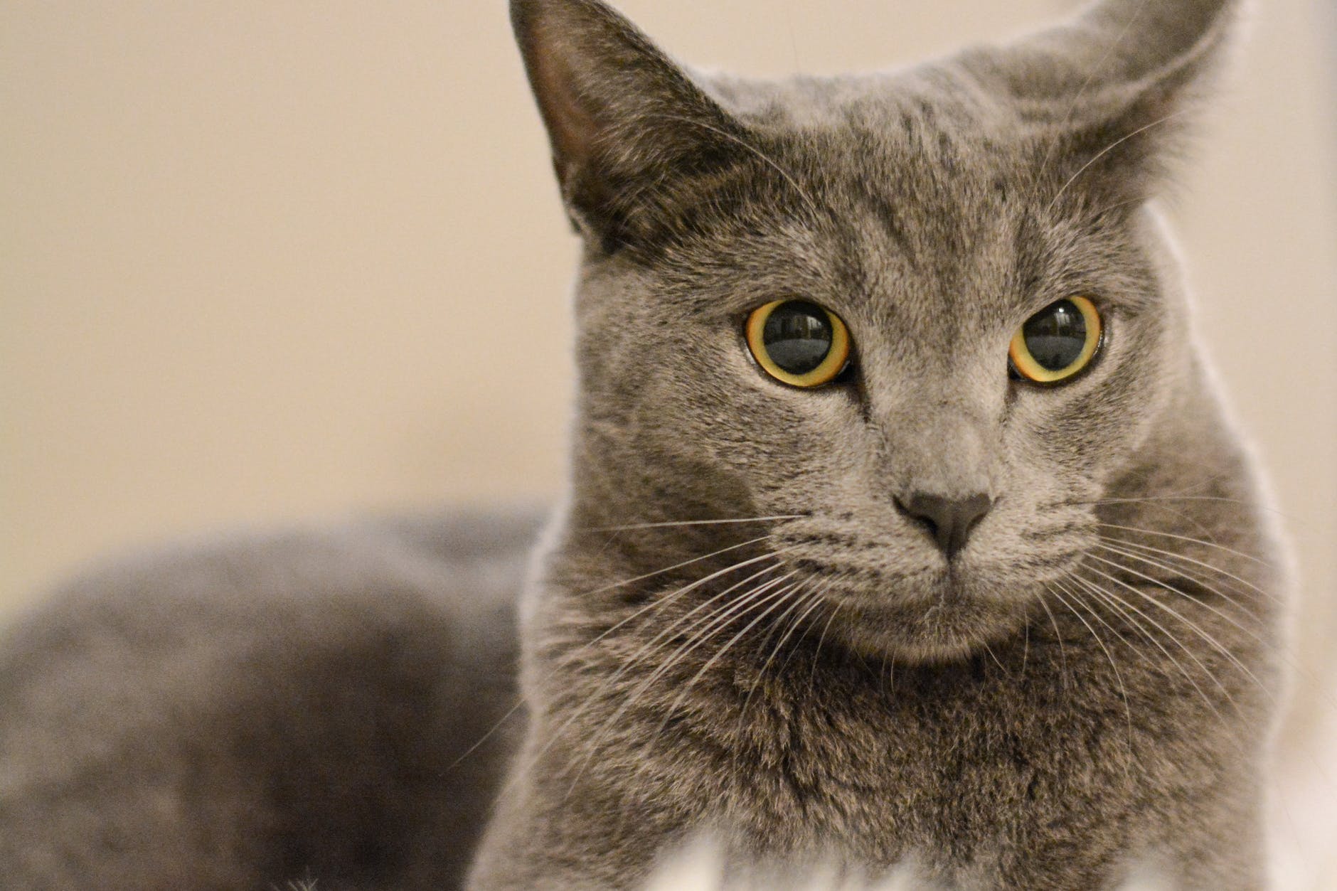 Chartreux