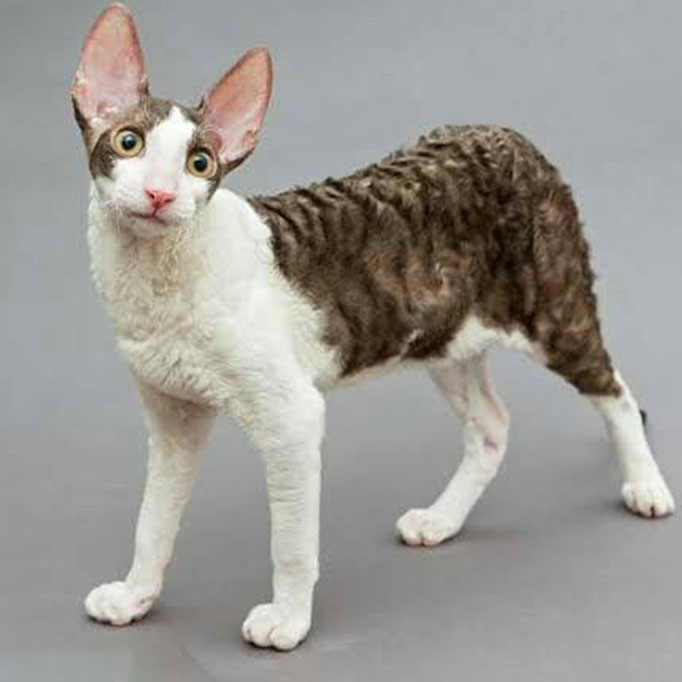 Cornish Rex
