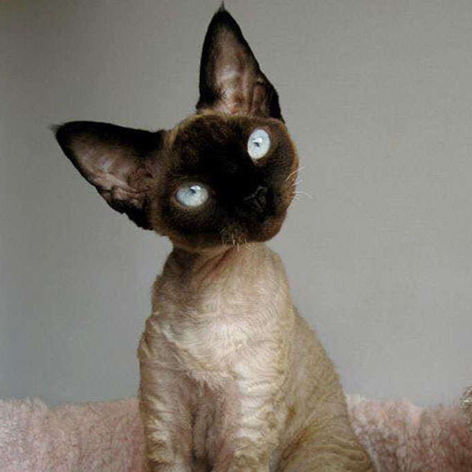 Devon Rex