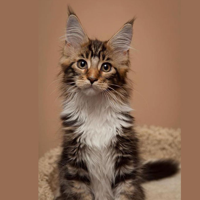 Domestic Lynx Cat