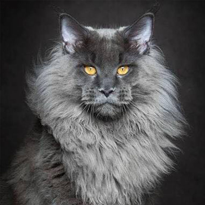 Maine Coon Kedisi