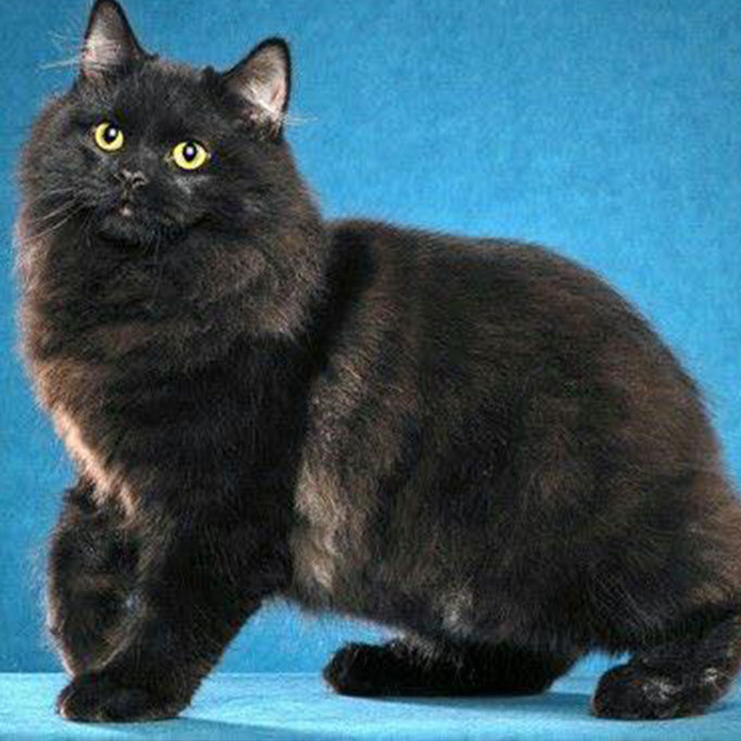 Manx Cat