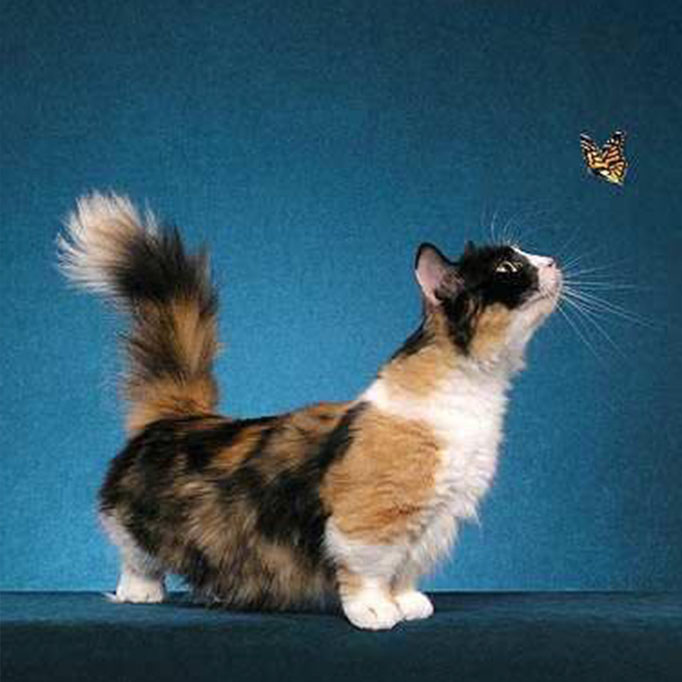 Munchkin Cat