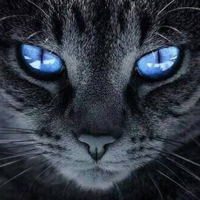 Ojos Azules Kedisi
