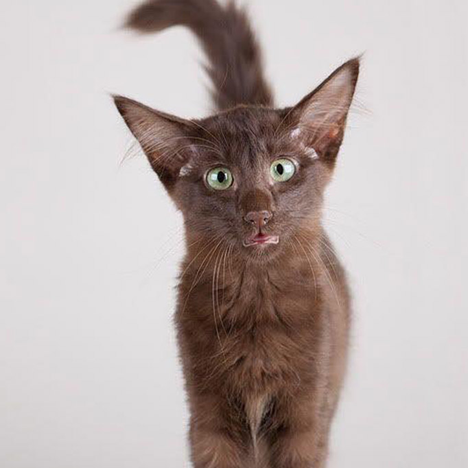 Oriental Longhair