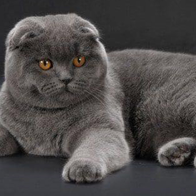 Scottish Fold