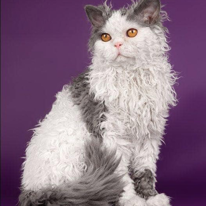 Selkirk Rex Cat