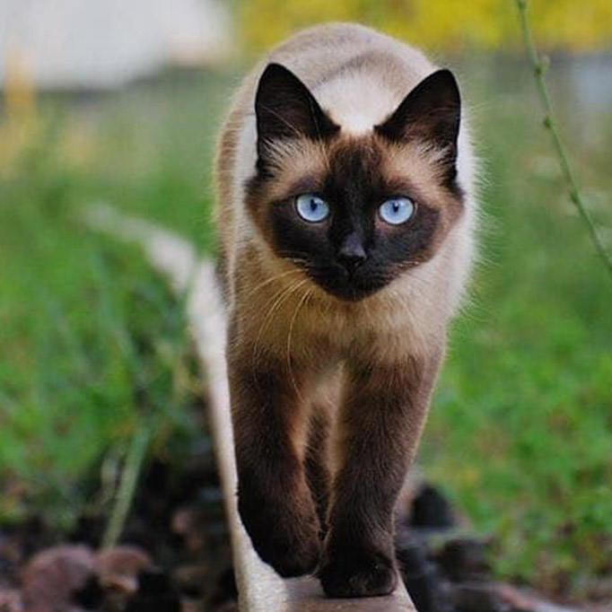 Siamese Cat