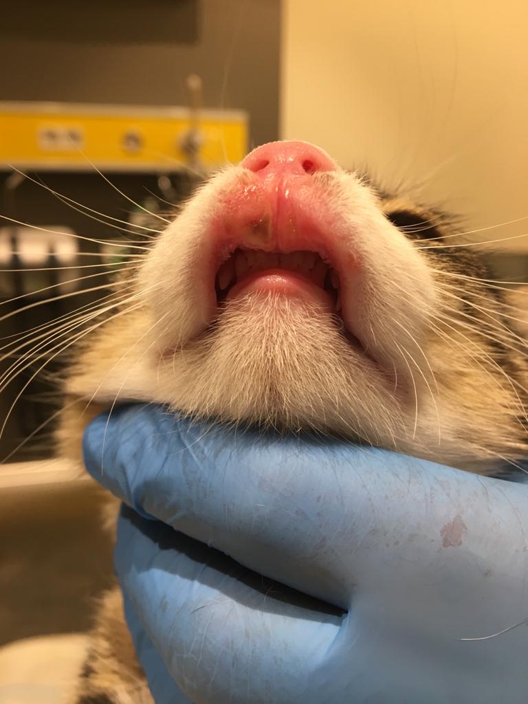 Kedilerde Eozinofilik Granuloma