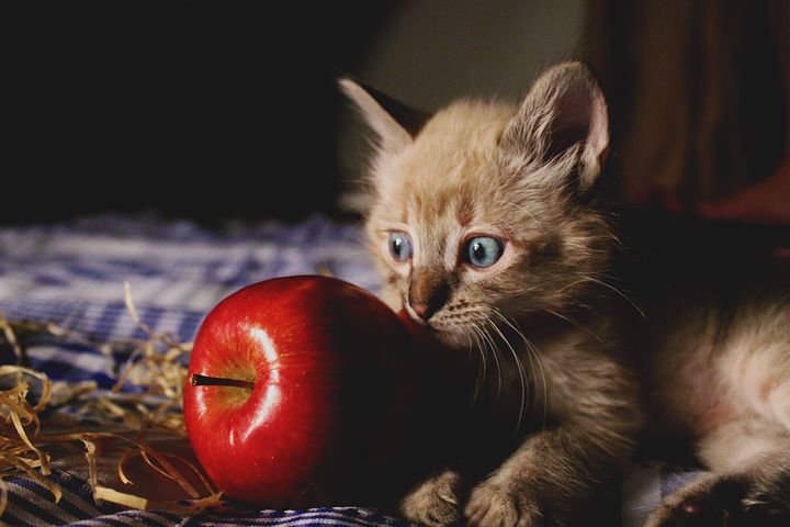 KEDİLERE MEYVE VERİLEBİLİR Mİ?
