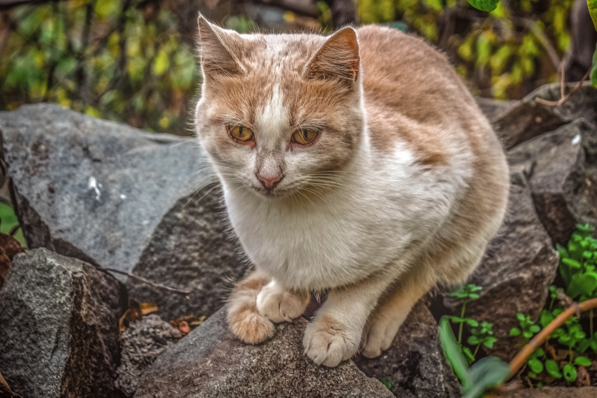 Khedi Kedi Hekimligi Dernegi