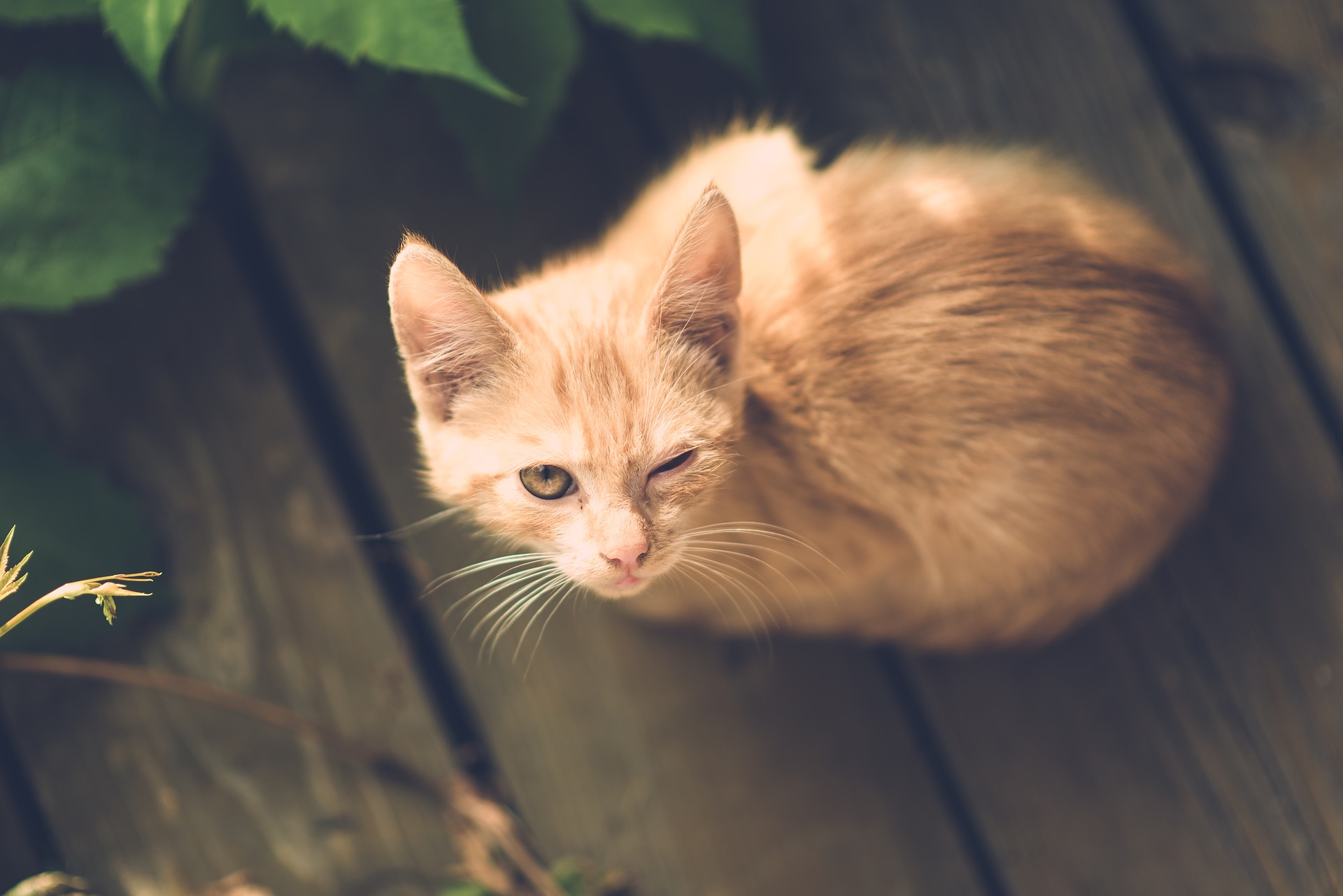 Khedi Kedi Hekimligi Dernegi