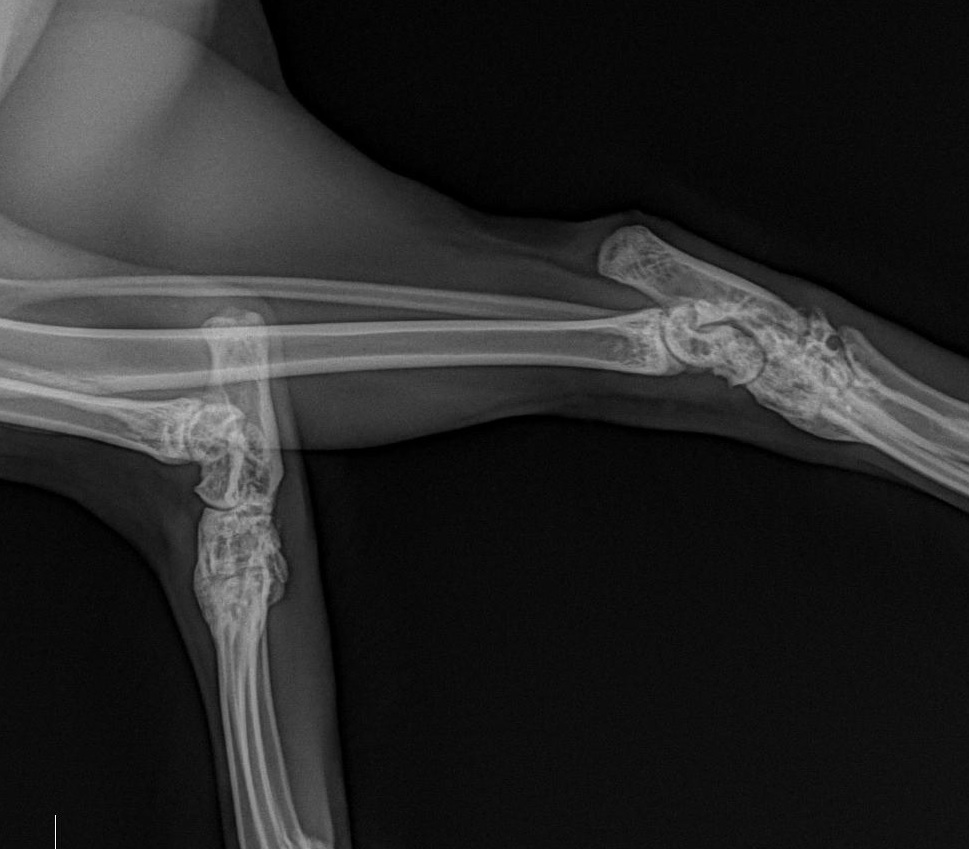 Osteokondrodisplazi