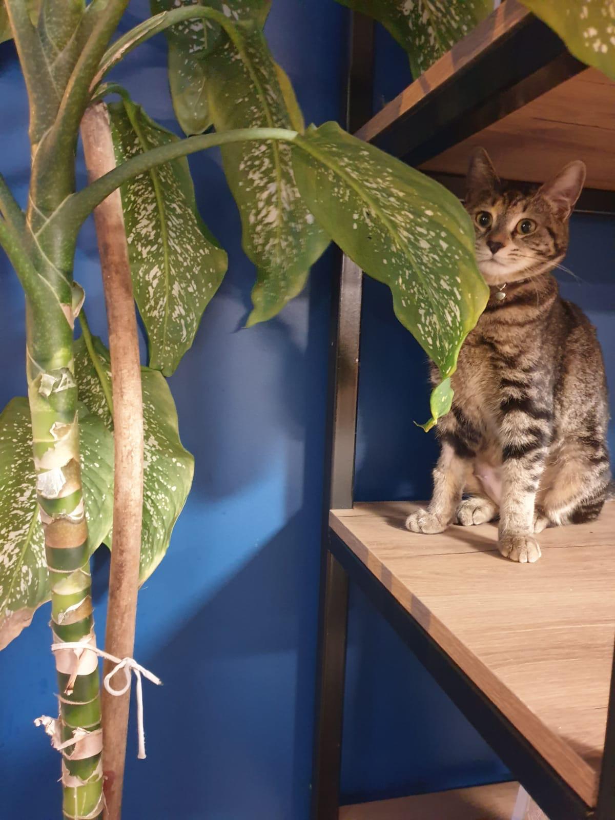 Dieffenbachia
