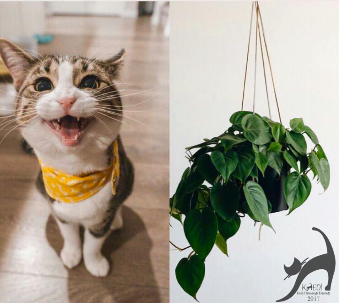 Salon Sarmaşığı / Golden Pothos