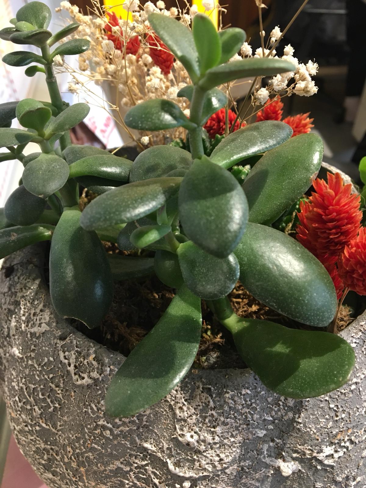 YEŞİM BİTKİSİ (JADE PLANT)