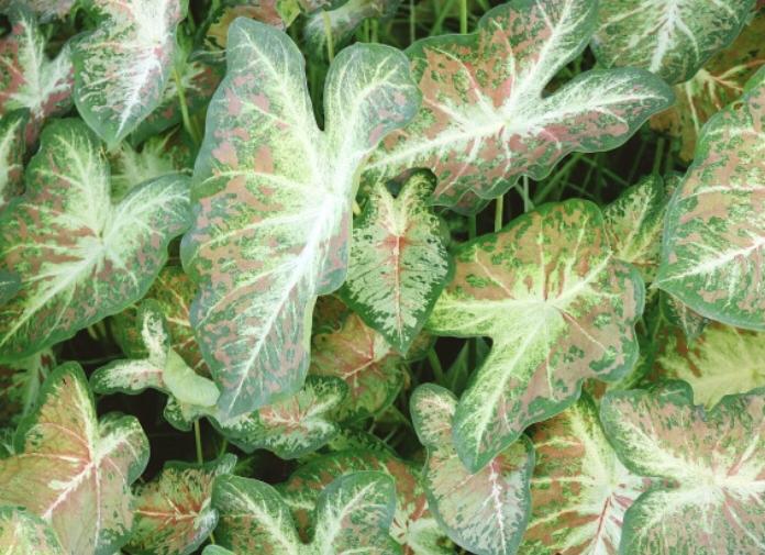 CALADIUM/ KALADYUM BİTKİSİ