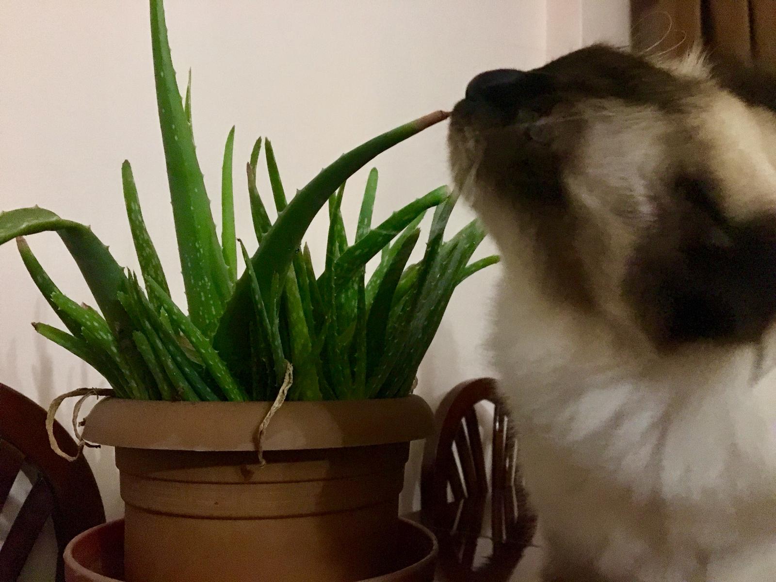 Aloe bitkileri