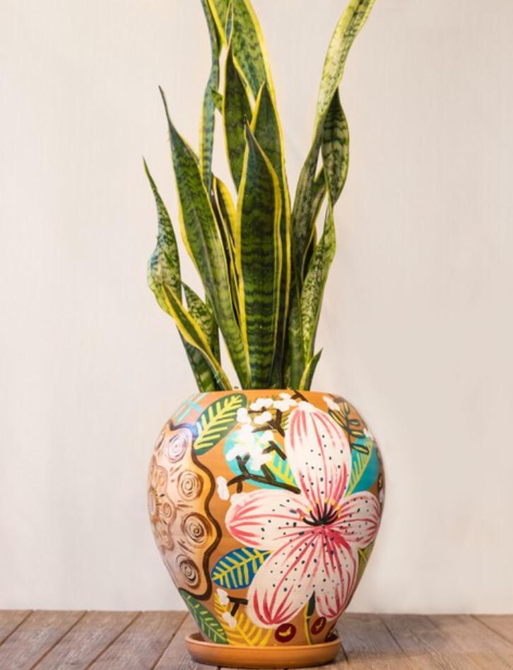 PAŞA KILICI/SNAKE PLANT